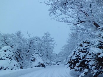 雪がいっぱい降りました