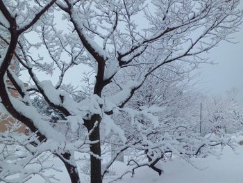 枝に雪が積もってる！