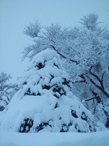 木の雪化粧(1)