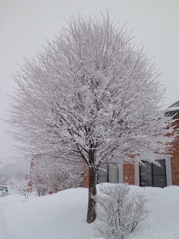 木の雪化粧(３)