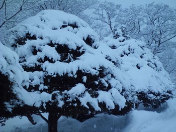木の雪化粧(2)