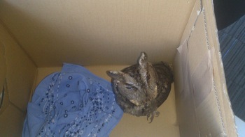 北海道といえば～野良ミミズク？