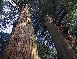 Kumano Shrine's Two Japanese Cedars