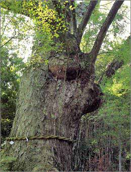 Tsuyanagi's Zelkova Tree