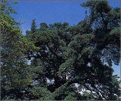 Renjoji Temple's Inumaki
