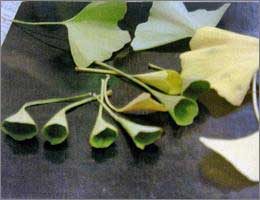 Jokoji Temple's Gingko Tree with Trumpet-shaped leaves