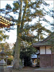 Wanikawa Shrine's Fir Trees